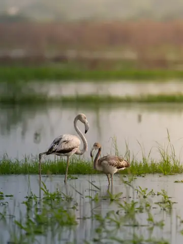 Greater Flamingo photographed by Anonymous