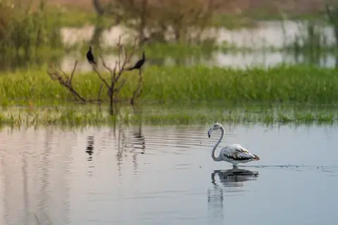Greater Flamingo photographed by Anonymous