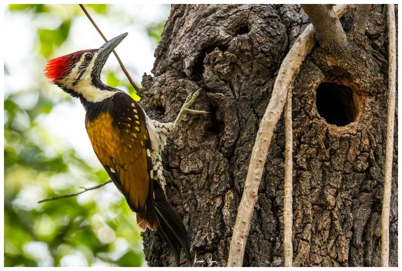 Black-rumped Flameback at the cavity it excavated