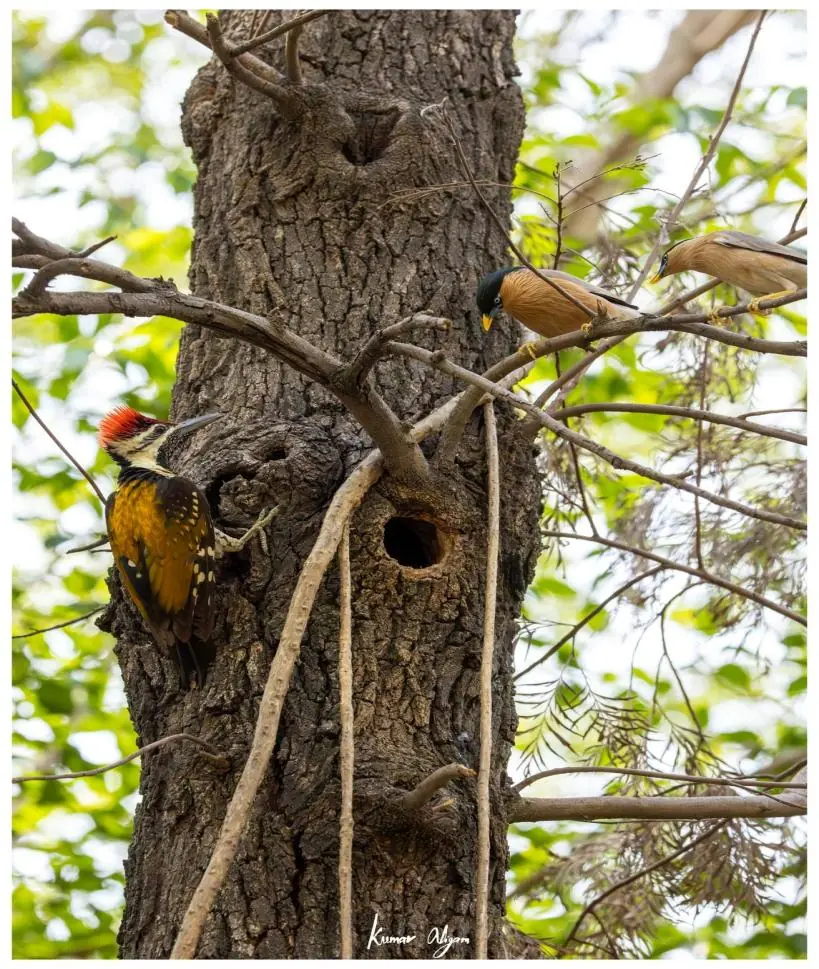 A pair of Brahminy Starlings watching from a nearby branch