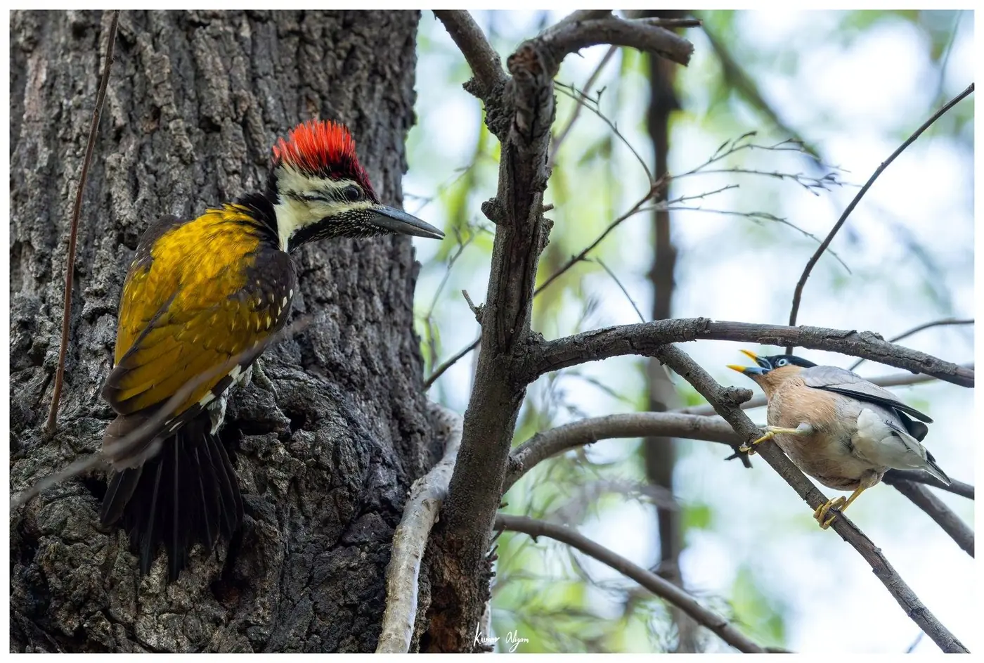 The Flameback confronts a starling across a branch
