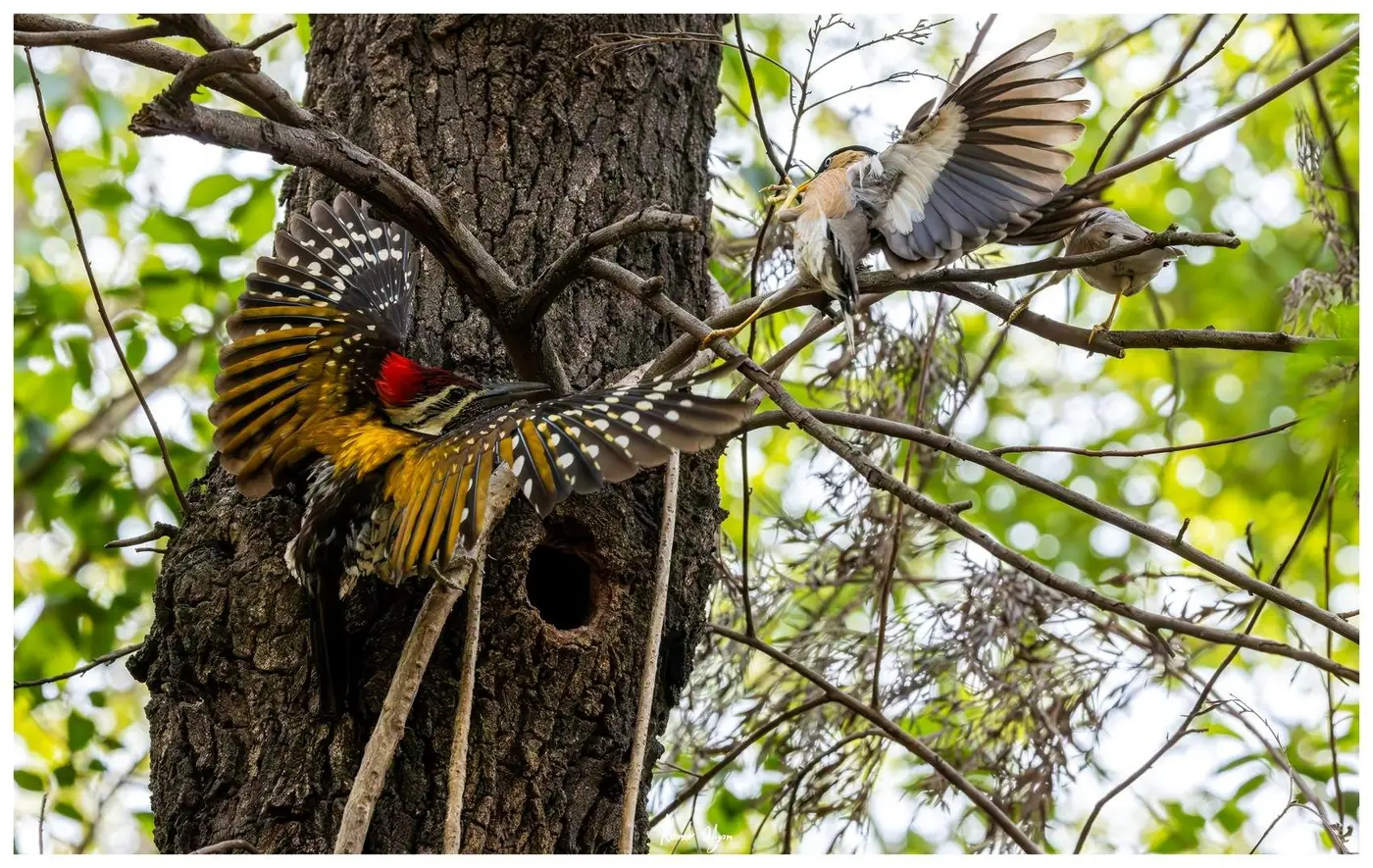The woodpecker spreads its wings across the cavity entrance