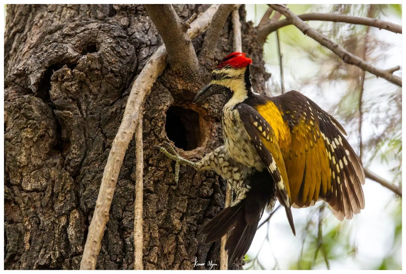 The Flameback holds the entrance with wings spread