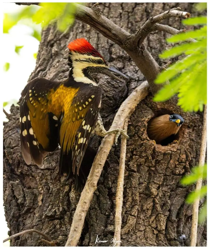 A starling occupies the cavity as the woodpecker returns