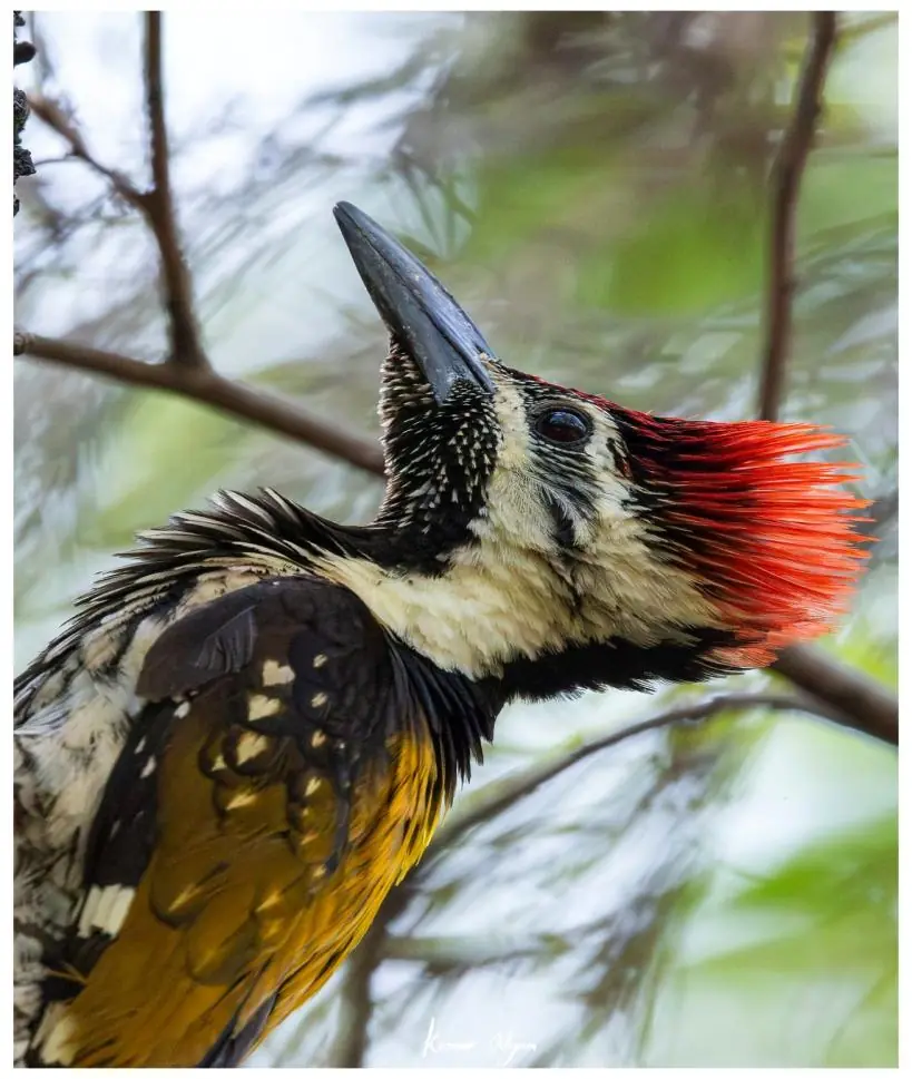 Portrait of the Black-rumped Flameback, crest raised