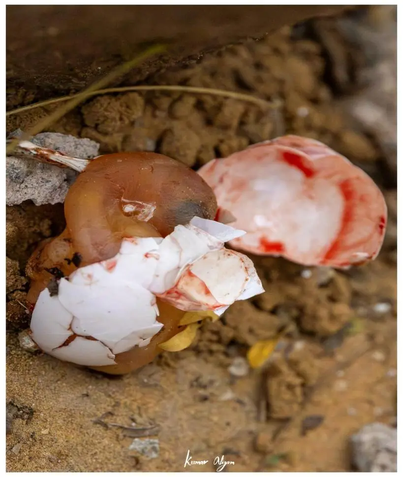 The broken egg on the ground beneath the tree