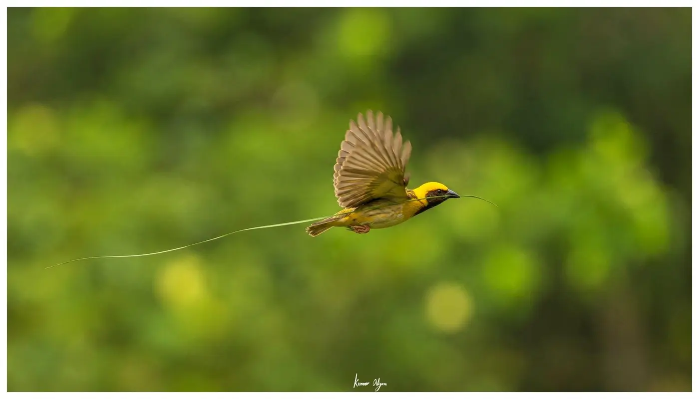 A male Baya Weaver in flight carrying a single strip of grass
