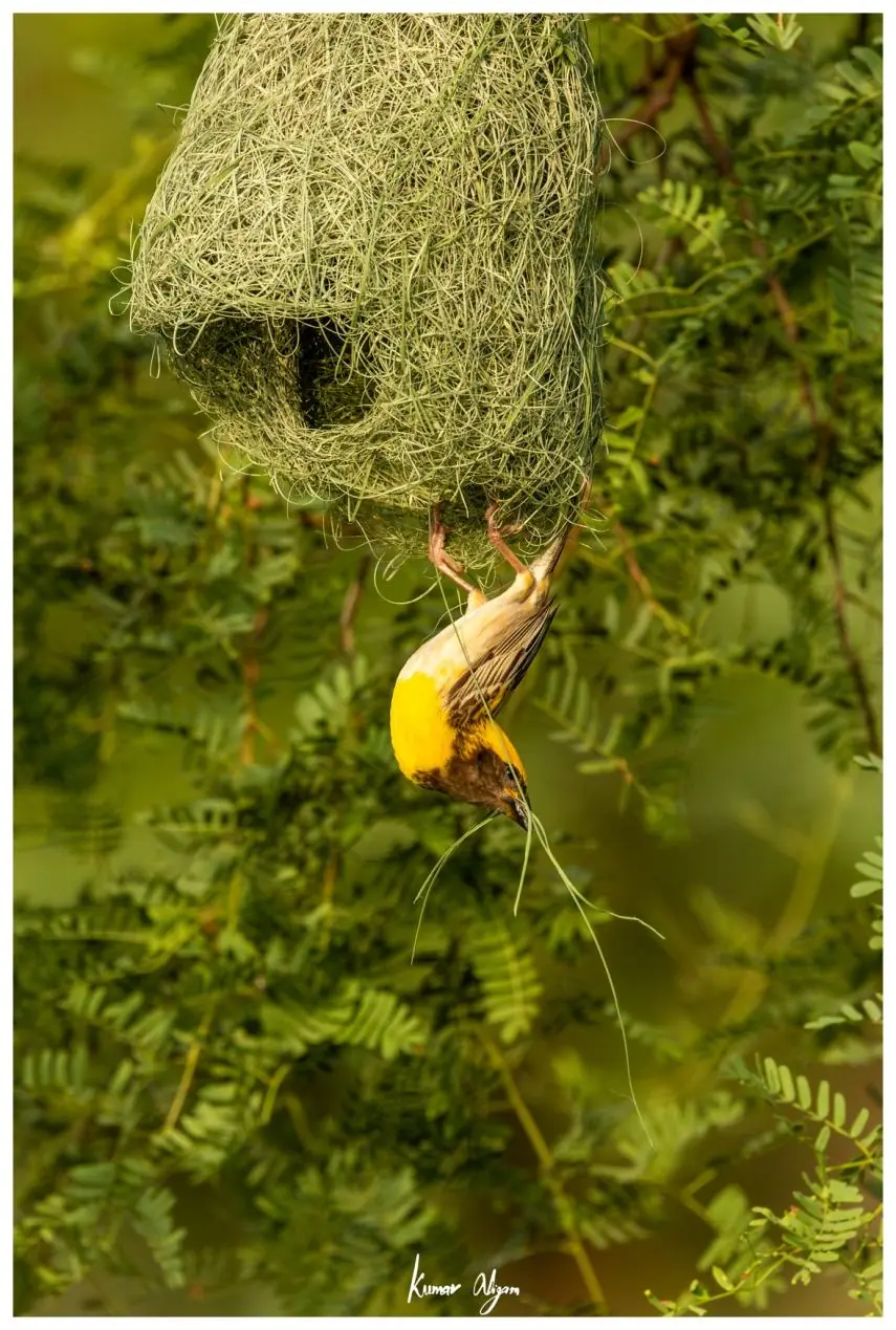 The weaver knotting grass upside down
