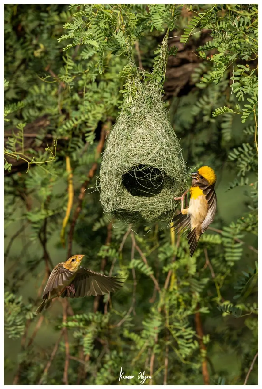 Male displaying at the half-built nest as a female arrives