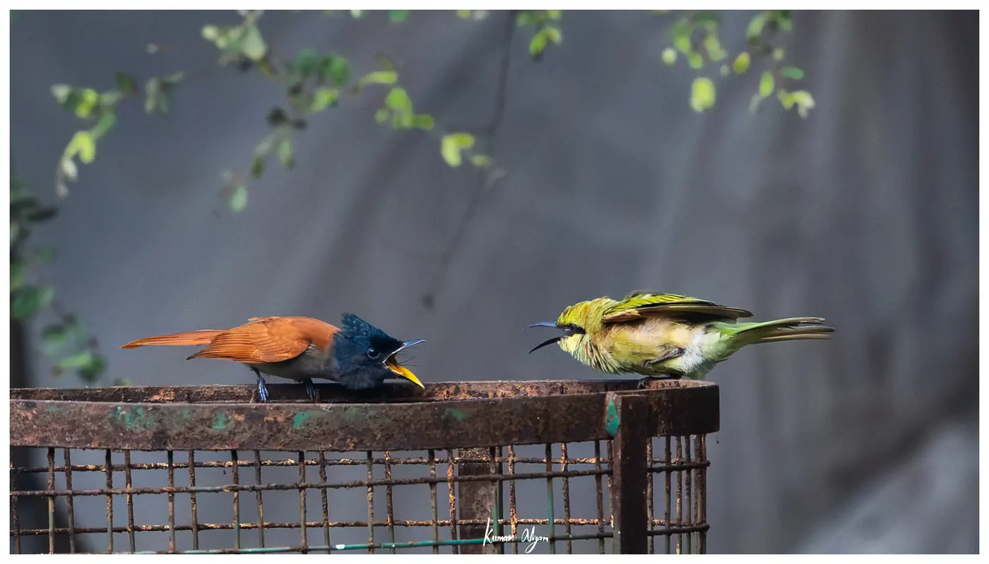 The flycatcher and the bee-eater face each other along the cage rail, both calling