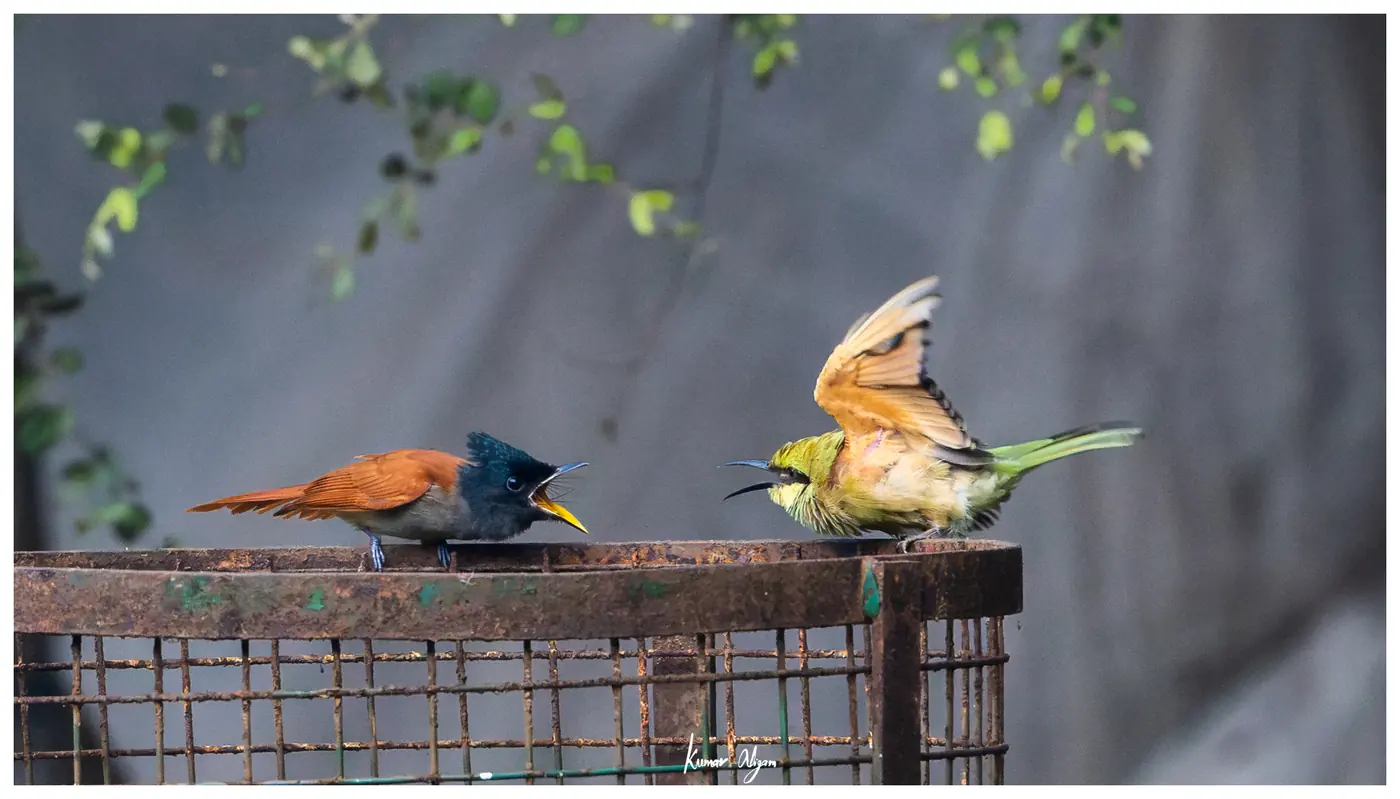 The bee-eater raises one wing while the flycatcher holds its ground