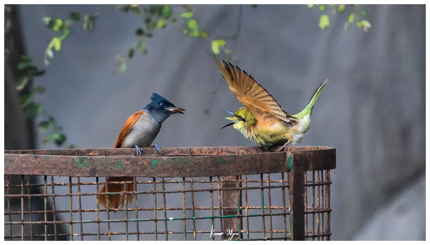 The bee-eater lifts both wings; the flycatcher turns to face it