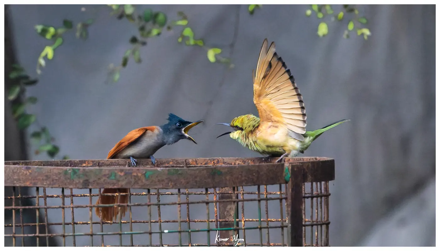 The bee-eater's wing is fully fanned above its head, the flycatcher calling back