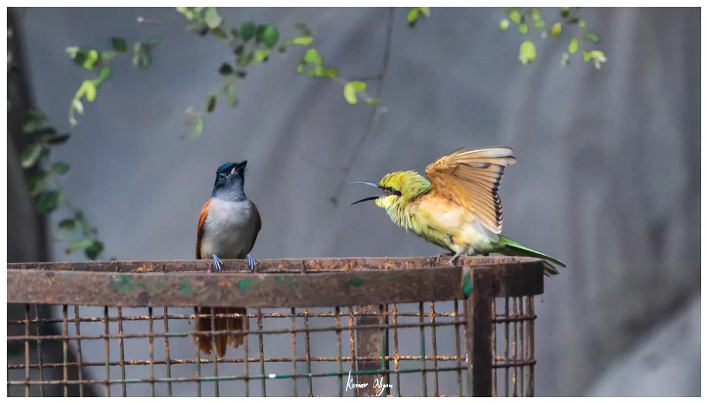 The flycatcher stands still and quiet while the bee-eater continues to display