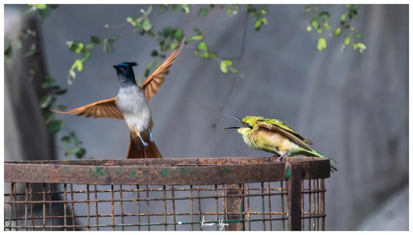 The flycatcher opens its rufous wings to leave; the bee-eater keeps calling