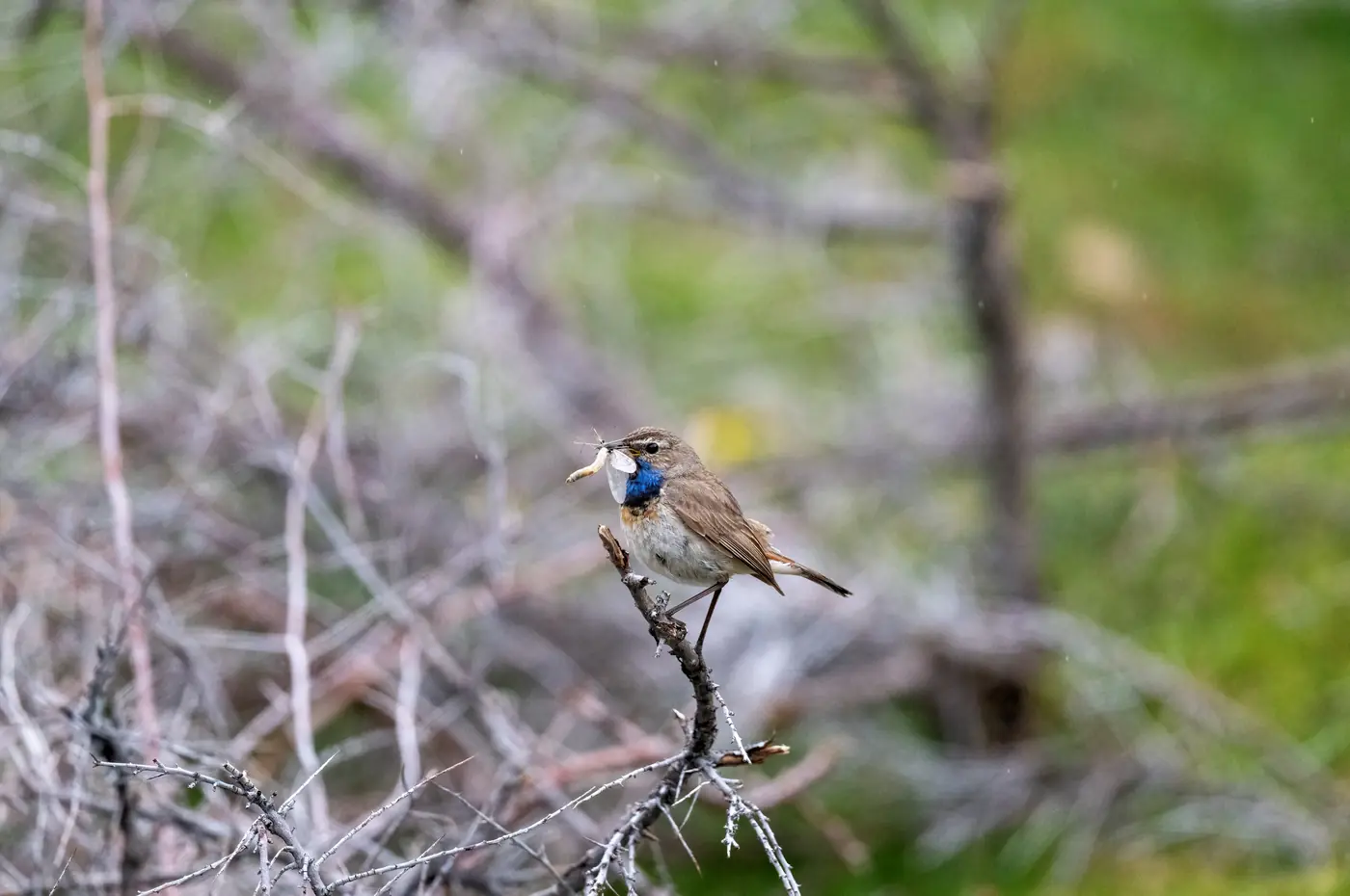 Bluethroat perched on a low branch