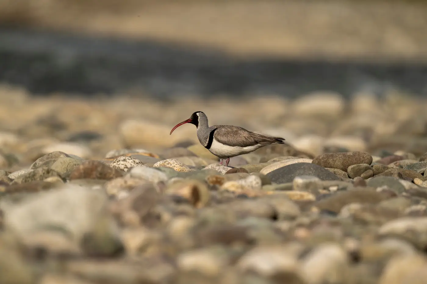 Ibisbill on a stony river bed