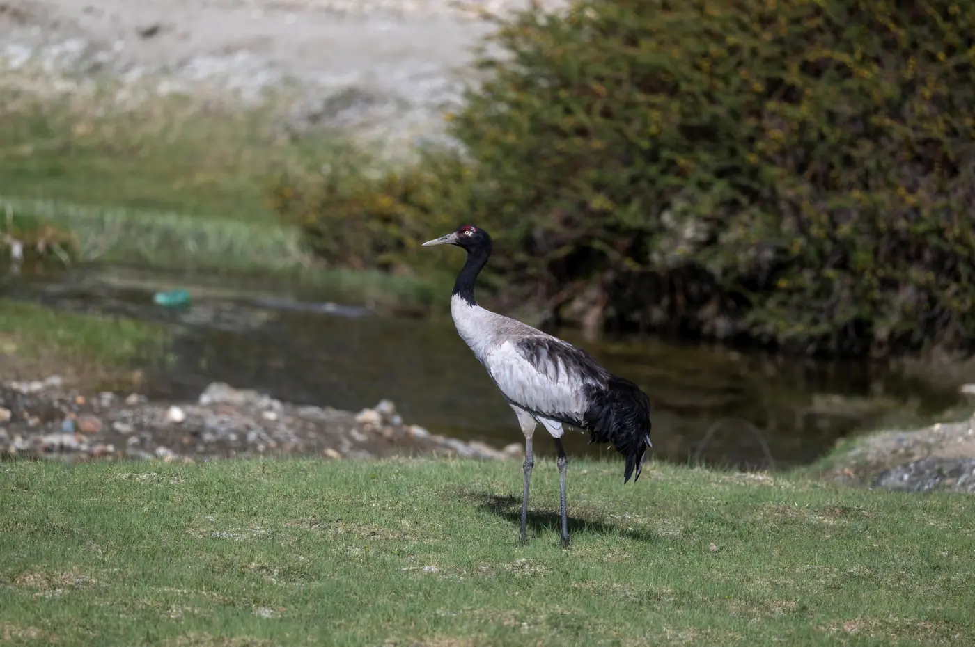 Black-necked Crane on a marsh margin
