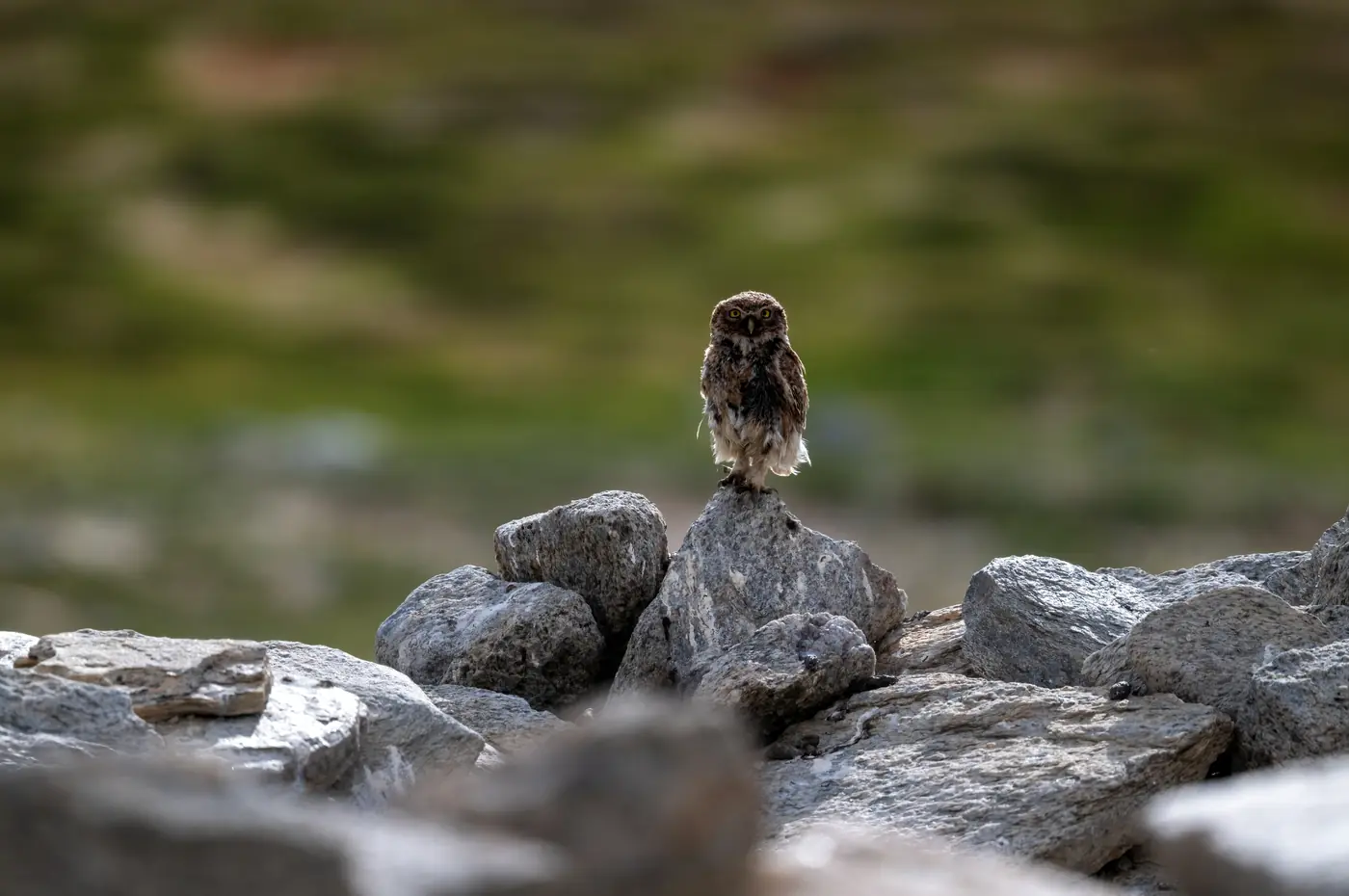 Little Owl on a boulder field