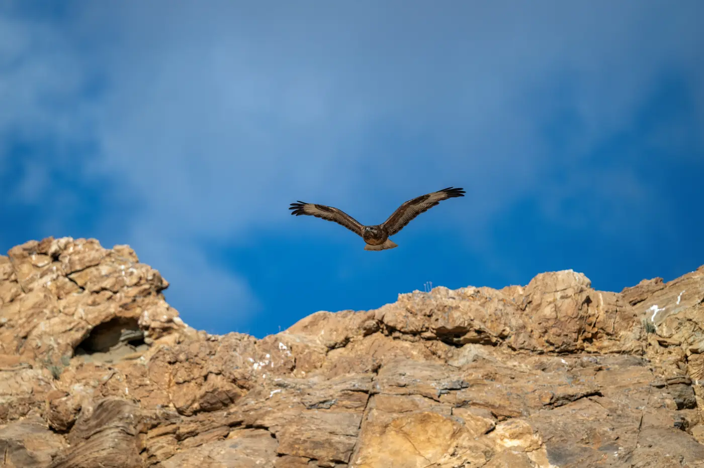 Raptor riding the updraft along a cliff face