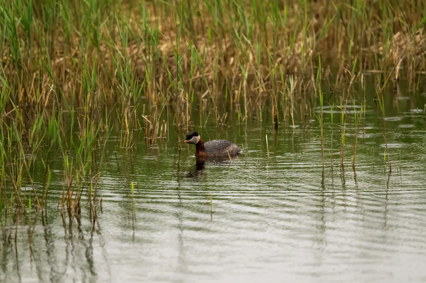 Grebe on a high-altitude marsh
