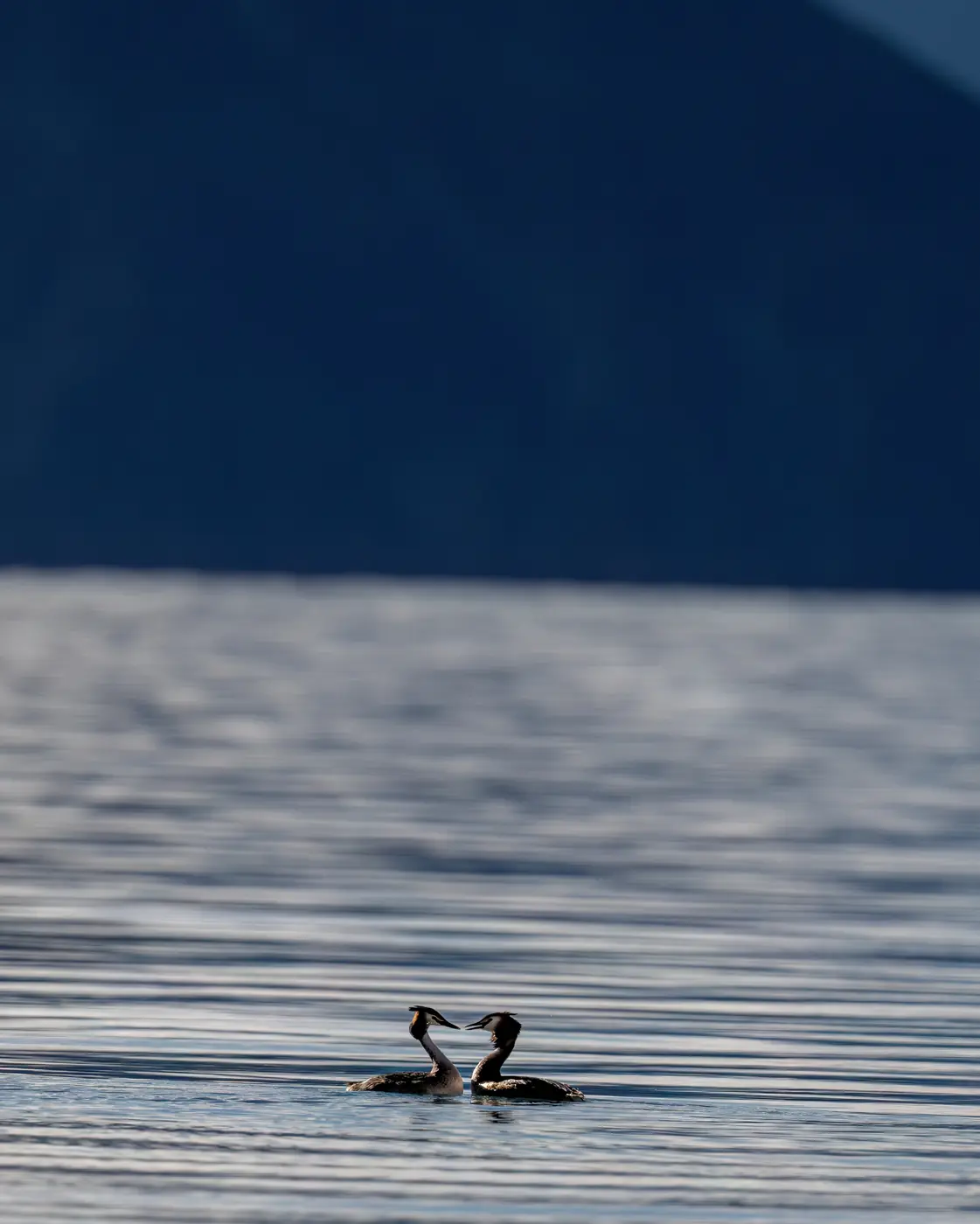 Great Crested Grebes on Pangong Tso