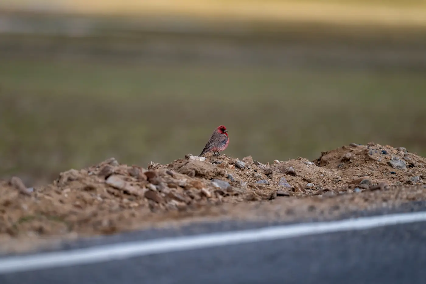 Rosefinch on roadside gravel
